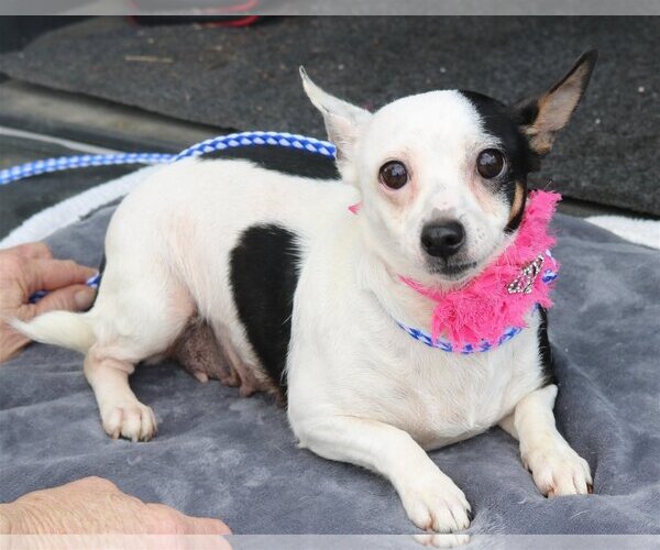 Medium Photo #2 Chiweenie Puppy For Sale in Bandera, TX, USA