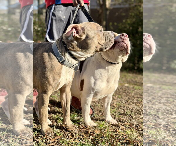 Medium Photo #15 Bull Terrier-Unknown Mix Puppy For Sale in Holly Springs, NC, USA