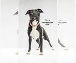 Small #1 Labrador Retriever Mix