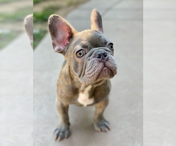 Medium Photo #2 French Bulldog Puppy For Sale in PALO ALTO, CA, USA