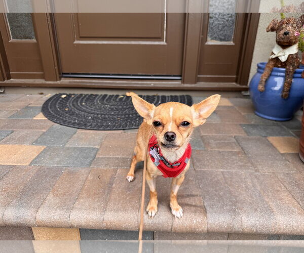 Medium Photo #5 Chihuahua Puppy For Sale in Santa Clara, CA, USA