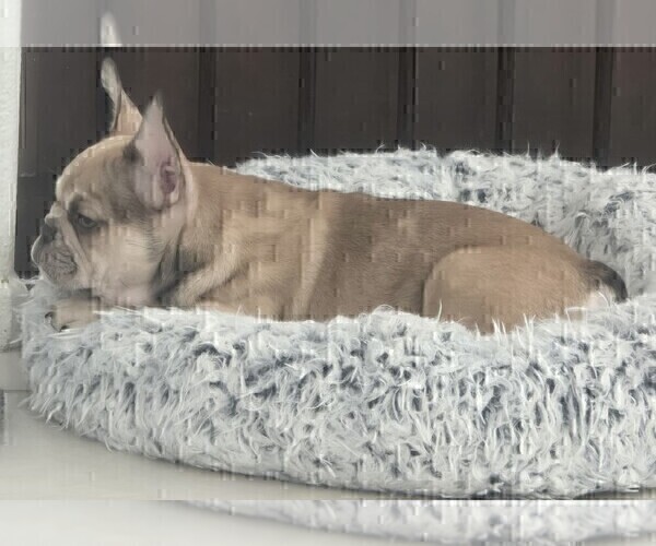 Medium Photo #16 French Bulldog Puppy For Sale in CHINO HILLS, CA, USA