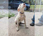 Small Photo #3 Dogo Argentino Puppy For Sale in MULBERRY, FL, USA