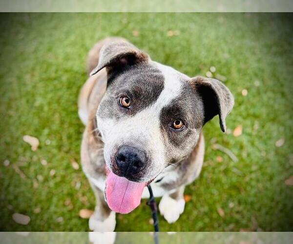 Medium Photo #2 American Pit Bull Terrier-Labrador Retriever Mix Puppy For Sale in Orlando, FL, USA