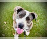 Small #1 American Pit Bull Terrier-Labrador Retriever Mix
