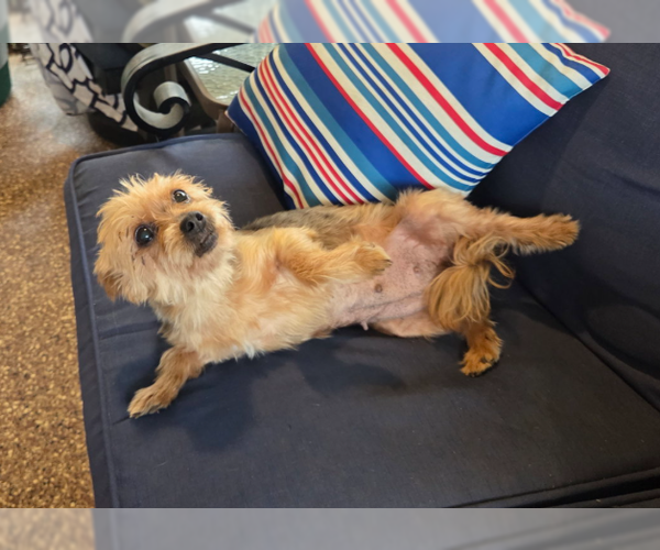 Medium Photo #2 Mutt Puppy For Sale in Spring, TX, USA