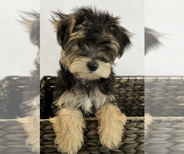 Medium Photo #4 Morkie Puppy For Sale in CORNERSVILLE, TN, USA