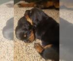 Small Photo #7 Rottweiler Puppy For Sale in EAST WILLINGTON, CT, USA