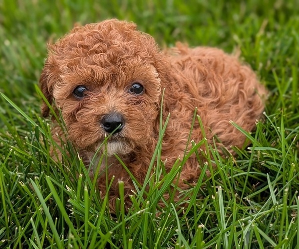Medium Photo #10 Cock-A-Poo Puppy For Sale in GOSHEN, IN, USA