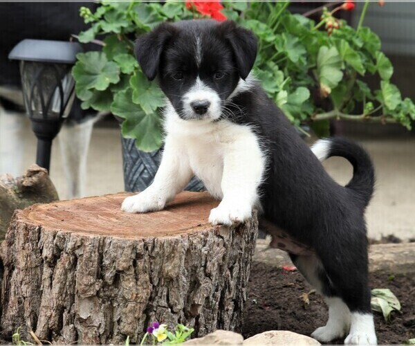 Medium Photo #1 Border Collie-Maltese Mix Puppy For Sale in FREDERICKSBURG, OH, USA