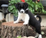 Small Photo #1 Border Collie-Maltese Mix Puppy For Sale in FREDERICKSBURG, OH, USA