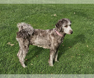 Mother of the Double Doodle puppies born on 01/09/2025