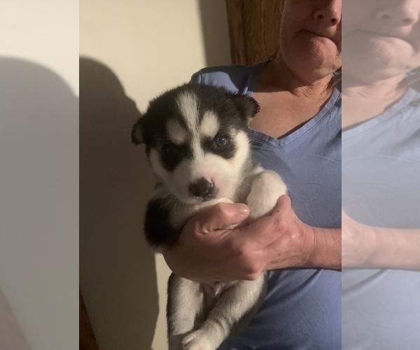Full screen Photo #1 Siberian Husky Puppy For Sale in WARREN, OH, USA