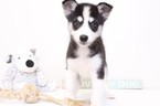 Small Photo #1 Siberian Husky Puppy For Sale in NAPLES, FL, USA