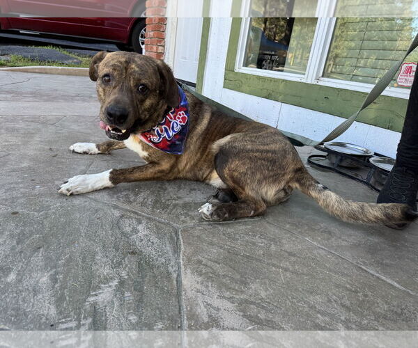 Medium Photo #3 Mutt Puppy For Sale in Woodland Hills, CA, USA
