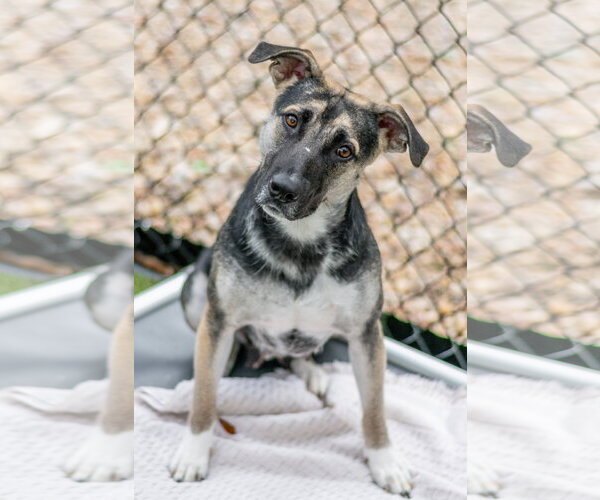 Medium Photo #4 German Shepherd Dog-Unknown Mix Puppy For Sale in Hilton Head, SC, USA