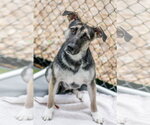 Small #3 German Shepherd Dog Mix