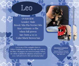Miniature Pinscher Dogs for adoption in Rancho Cordova, CA, USA