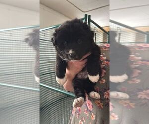 Black Mouth Cur-Unknown Mix Dogs for adoption in Calgary, Alberta, Canada