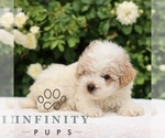 Small #2 Poodle (Toy)