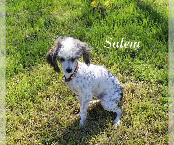 Medium Photo #1 Poodle (Toy) Puppy For Sale in CHANUTE, KS, USA