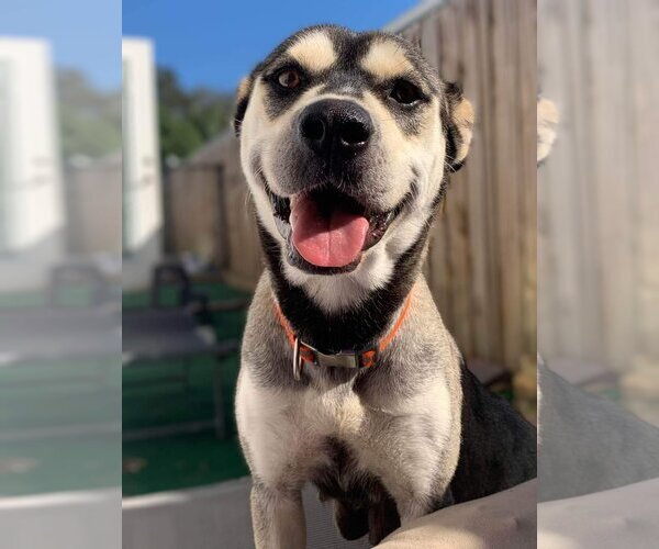 Medium Photo #6 Labsky Puppy For Sale in Tampa, FL, USA