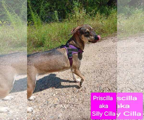 Medium Photo #4 Mutt Puppy For Sale in Farmerville, LA, USA