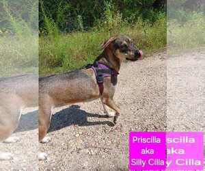 Priscilla - Female Mutt Dog for Adoption - Photo #4