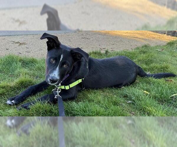 Medium Photo #2 American Pit Bull Terrier-Siberian Husky Mix Puppy For Sale in Berkeley , CA, USA