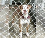 Small #2 American Pit Bull Terrier