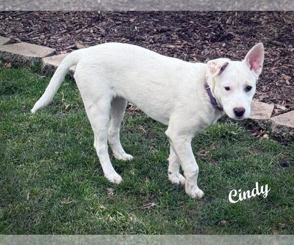 Medium Photo #5 Great Pyrenees-Unknown Mix Puppy For Sale in Hoffman Estates, IL, USA