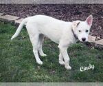 Small #4 Great Pyrenees Mix