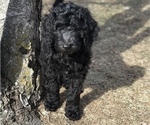 Small Photo #1 Goldendoodle Puppy For Sale in BELLEVUE, NE, USA