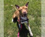 Small #1 American Staffordshire Terrier