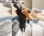 Small #8 American Bully