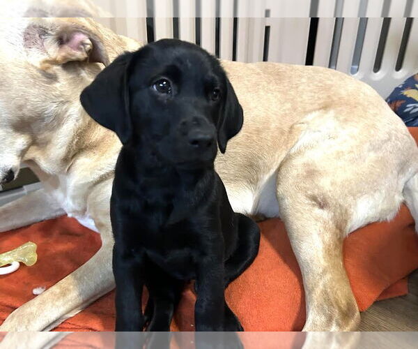 Medium Photo #3 Labrador Retriever Puppy For Sale in Clovis, CA, USA