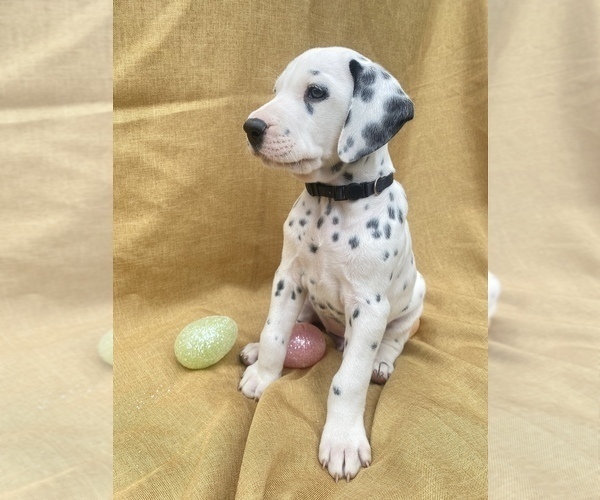 Medium Photo #1 Dalmatian Puppy For Sale in RIVERSIDE, CA, USA