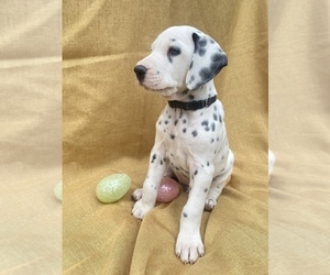 Dalmatian Puppy for Sale in RIVERSIDE, California USA