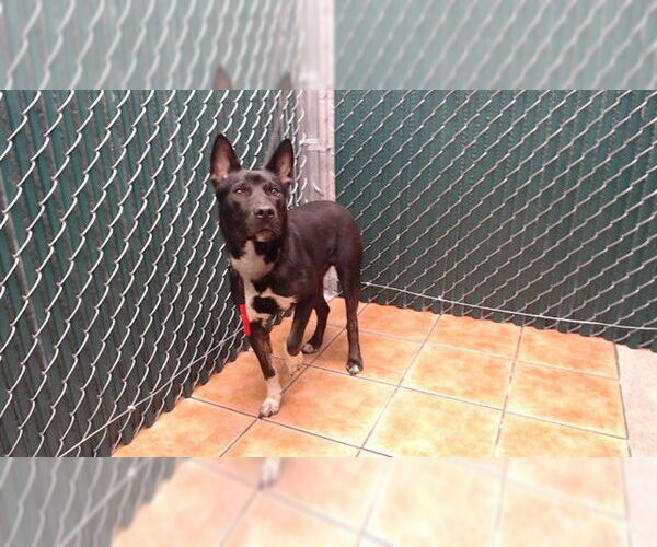 Medium Photo #1 Labrador Retriever-Unknown Mix Puppy For Sale in Downey, CA, USA