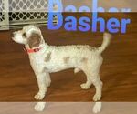 Small Photo #1 Labradoodle-Poodle (Miniature) Mix Puppy For Sale in GRABILL, IN, USA
