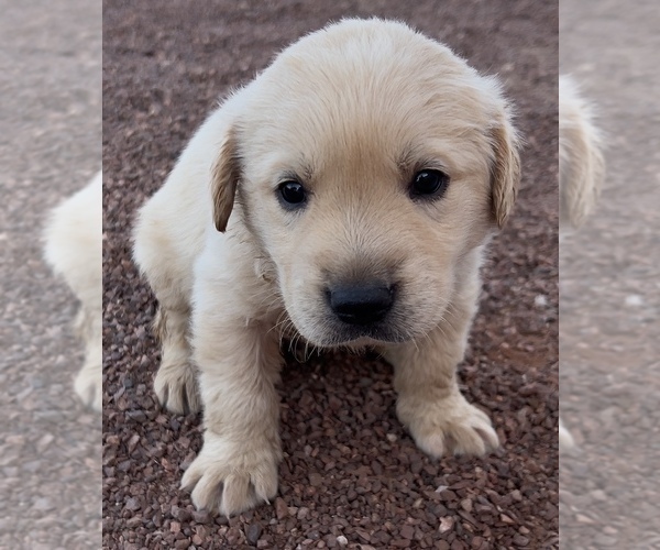 Medium Photo #23 Golden Labrador Puppy For Sale in BUCKEYE, AZ, USA