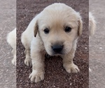 Small #22 Golden Labrador