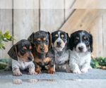 Image preview for Ad Listing. Nickname: Litter of 4