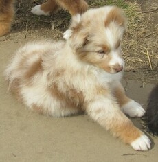 Australian Shepherd Puppy for sale in CLAREMORE, OK, USA