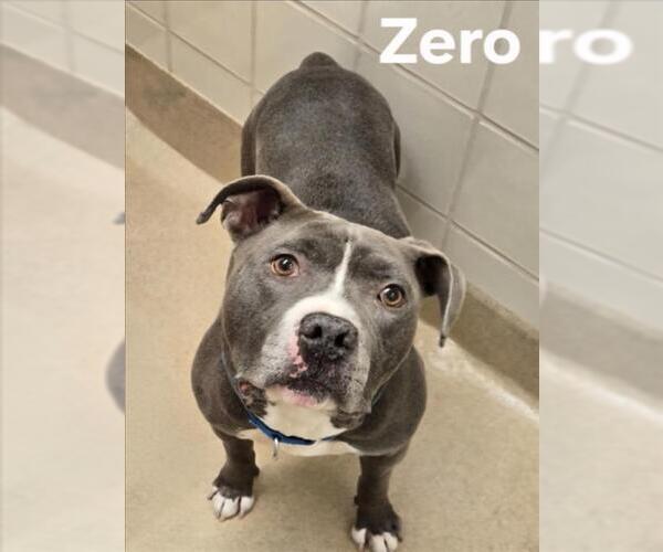 Medium Photo #3 American Pit Bull Terrier Puppy For Sale in Derwood, MD, USA