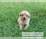 Small #1 Golden Retriever
