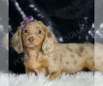 Small #3 Dachshund