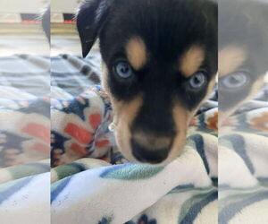 Australian Shepherd-Huskies Mix Dogs for adoption in Chinook, MT, USA