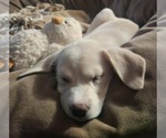 Small #2 Mutt