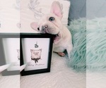 Small Photo #2 French Bulldog Puppy For Sale in NORCO, CA, USA